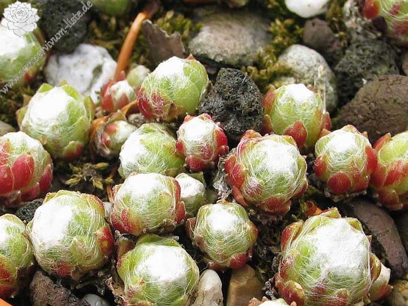 arachnoideum ssp. arachnoideum (doellianum)