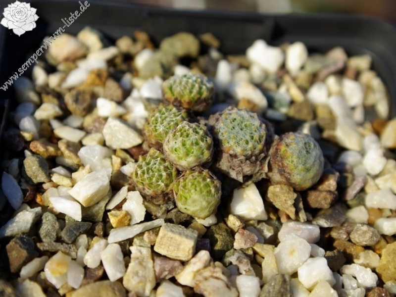 arachnoideum ssp. arachnoideum (doellianum)