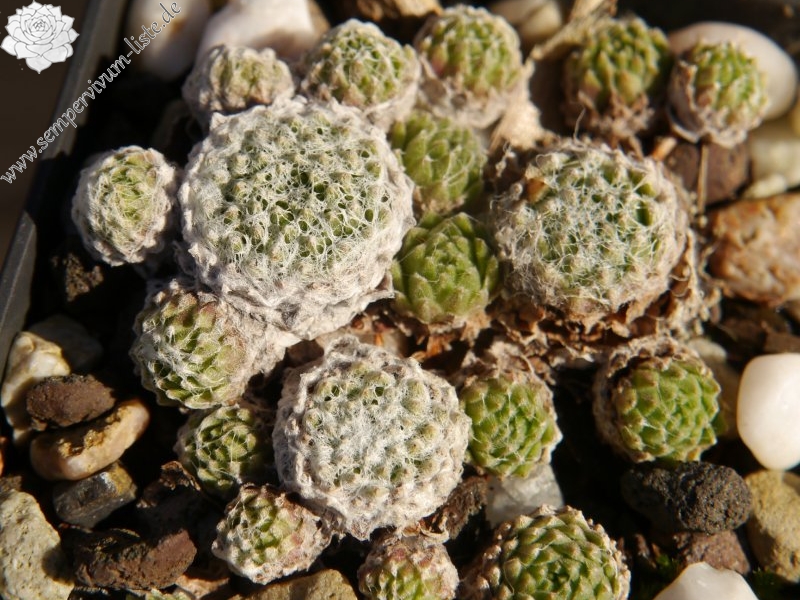 arachnoideum ssp. arachnoideum (doellianum)