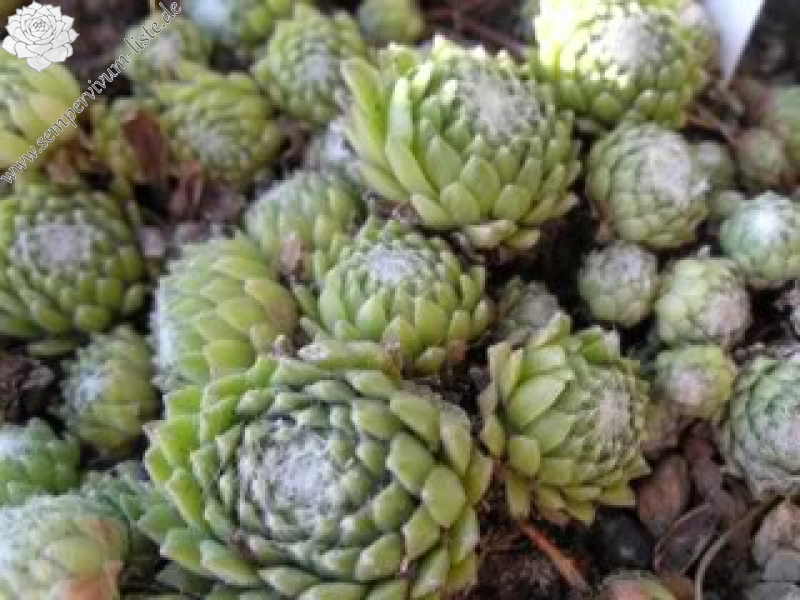 arachnoideum ssp. arachnoideum (doellianum)