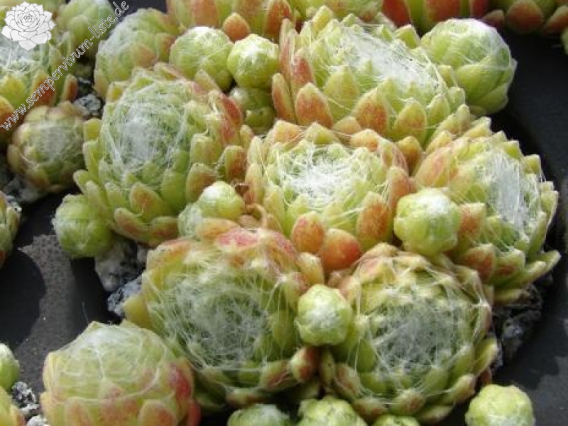 arachnoideum ssp. arachnoideum (doellianum)