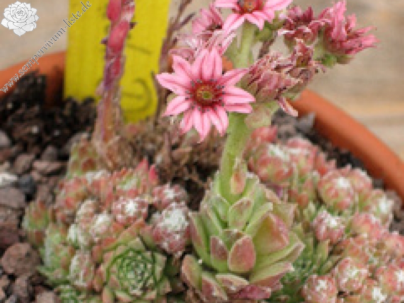 arachnoideum ssp. arachnoideum (doellianum)