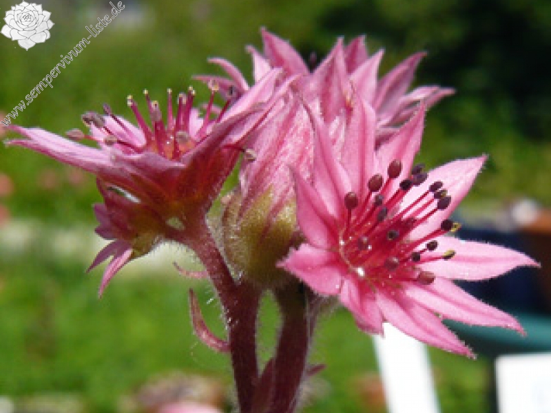 arachnoideum ssp. arachnoideum (doellianum)