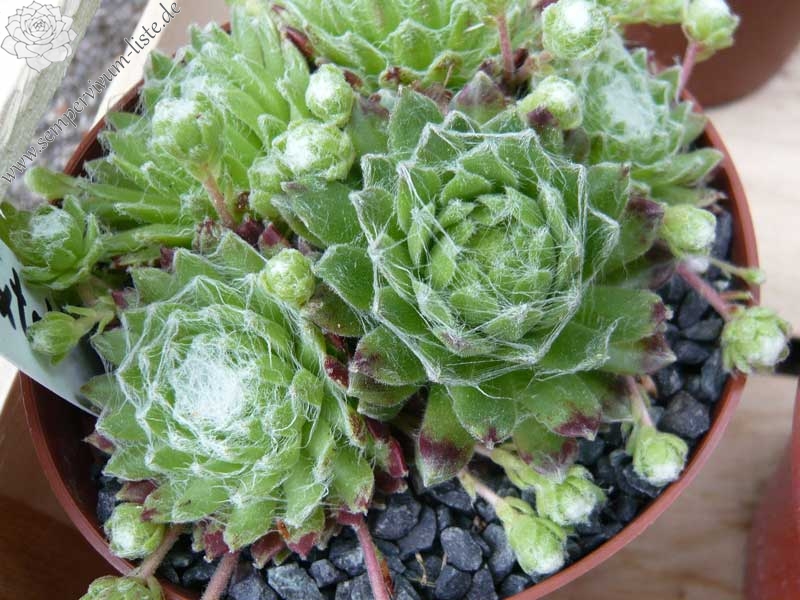 arachnoideum ssp. arachnoideum from Fextal