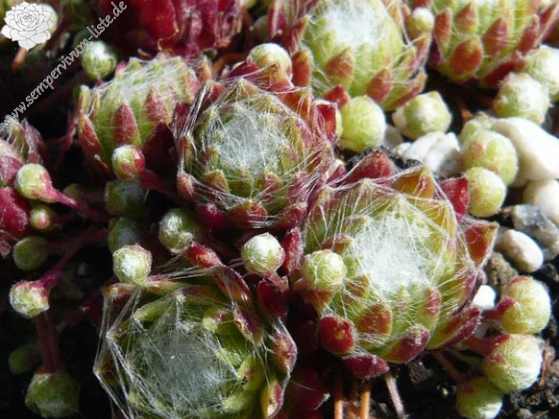 arachnoideum ssp. arachnoideum from Fextal