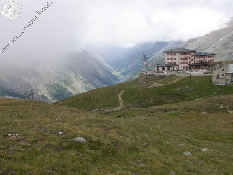 arachnoideum ssp. arachnoideum from Gornergrat (Riffelberg)