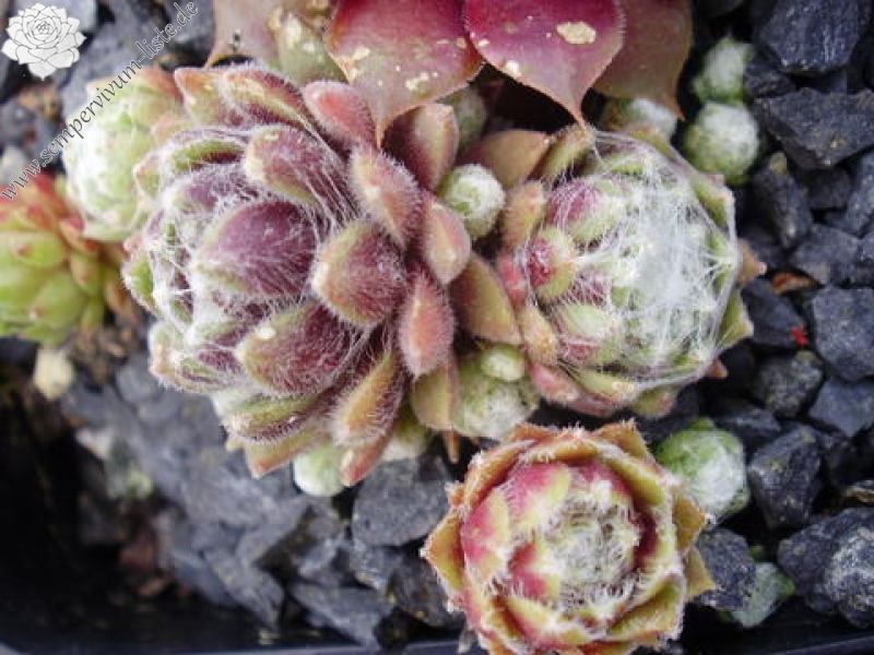 arachnoideum ssp. arachnoideum from Monte Padon