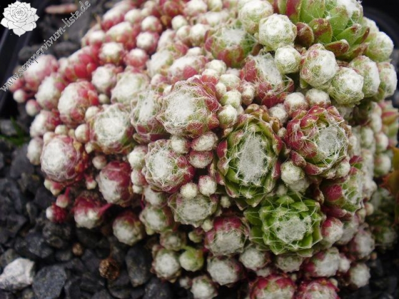 arachnoideum ssp. tomentosum (laggeri)