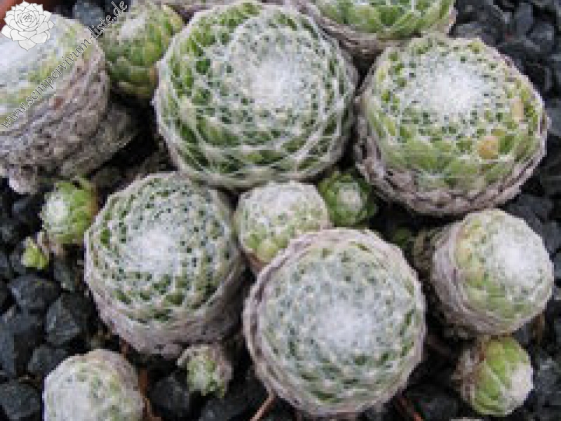 arachnoideum ssp. tomentosum (laggeri)