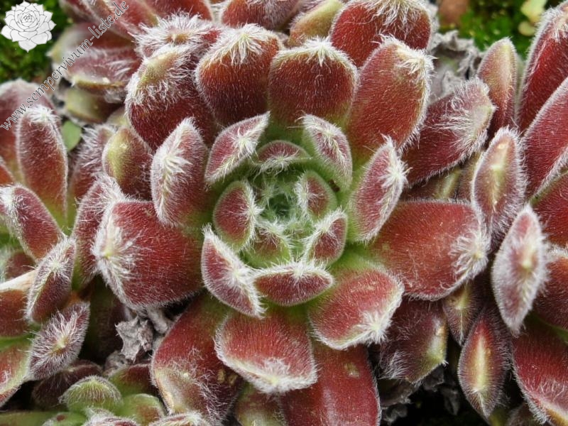 arachnoideum ssp. tomentosum (moggridgei)