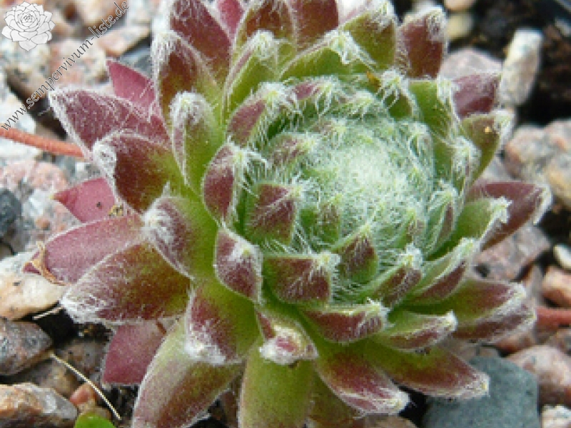 arachnoideum ssp. tomentosum (moggridgei)