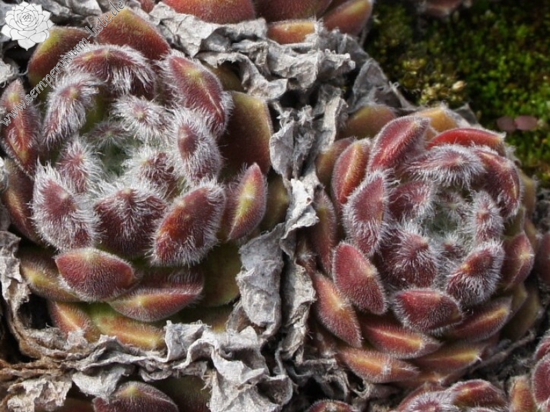 arachnoideum ssp. tomentosum (moggridgei)