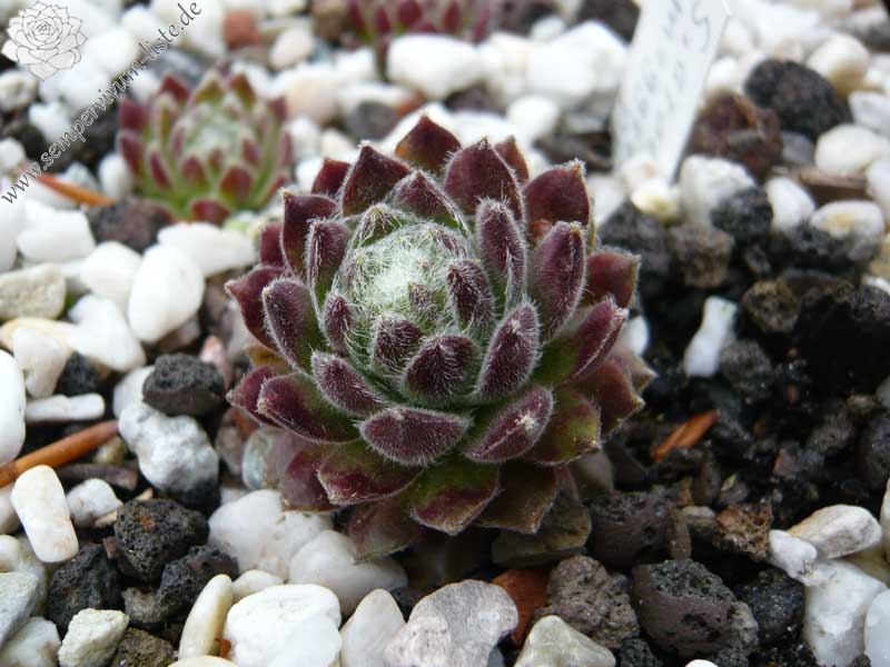 arachnoideum ssp. tomentosum (moggridgei)