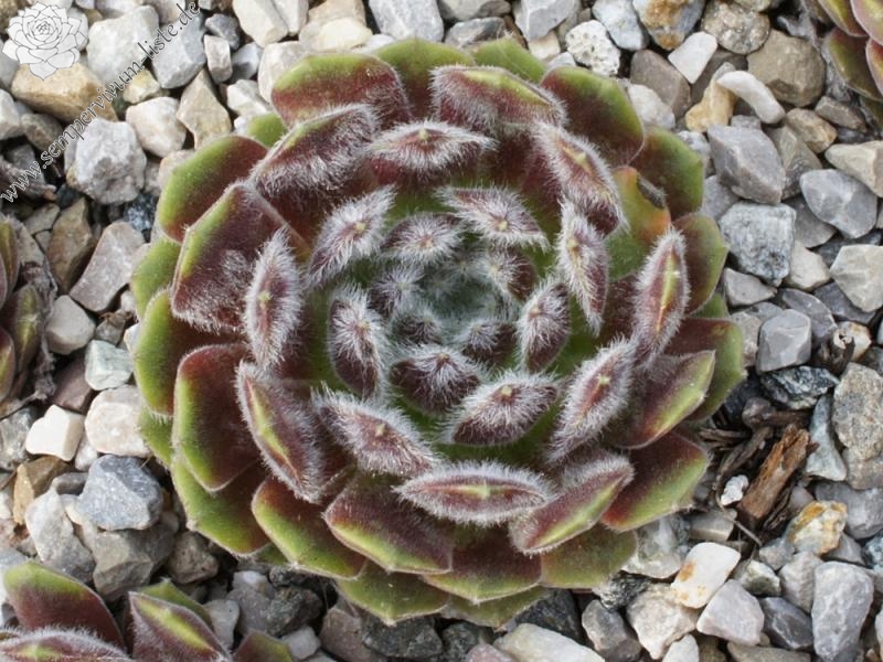 arachnoideum ssp. tomentosum (moggridgei)