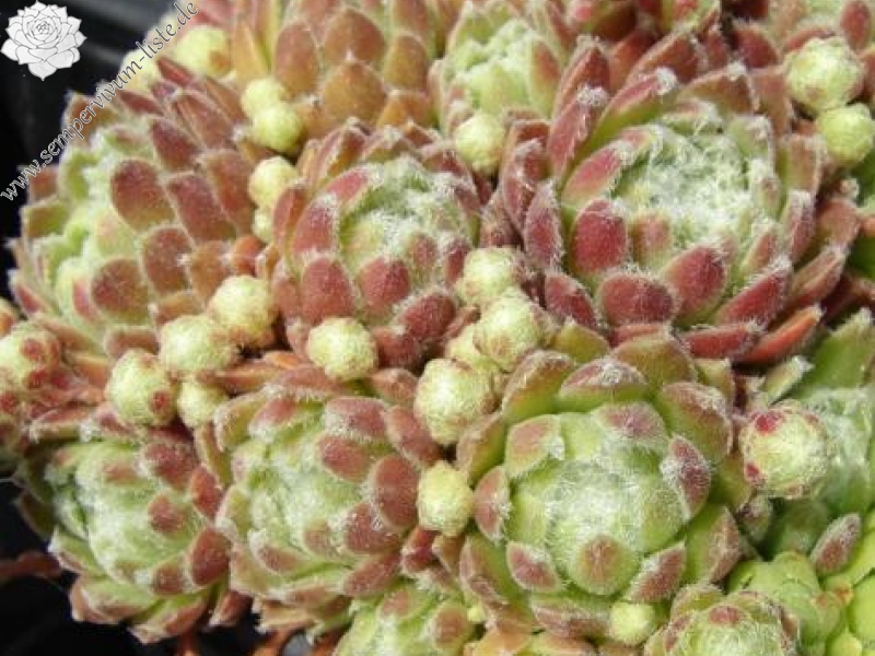 arachnoideum ssp. tomentosum (moggridgei)