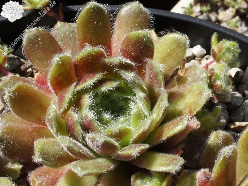 arachnoideum ssp. tomentosum (moggridgei)