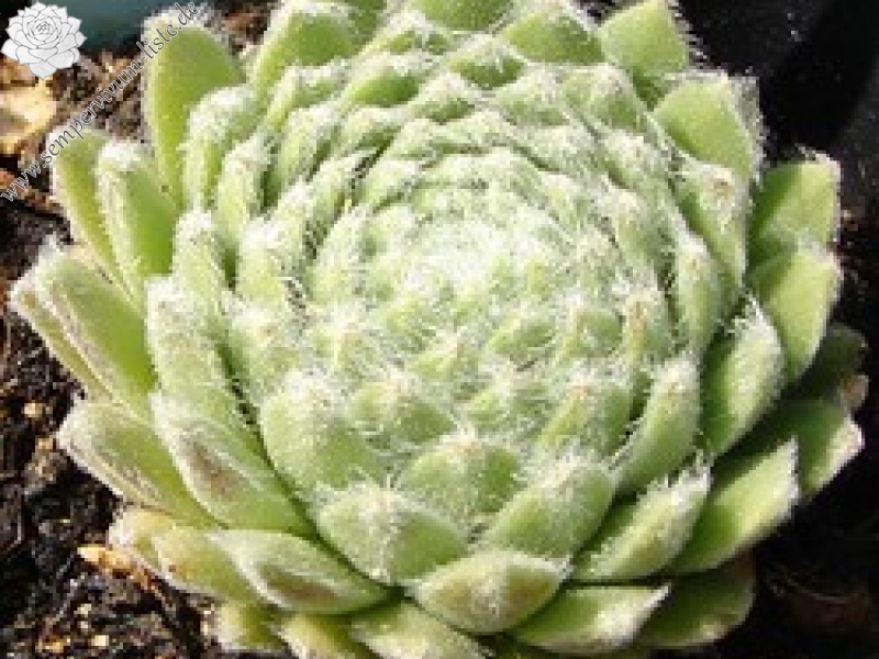 arachnoideum ssp. tomentosum (moggridgei)