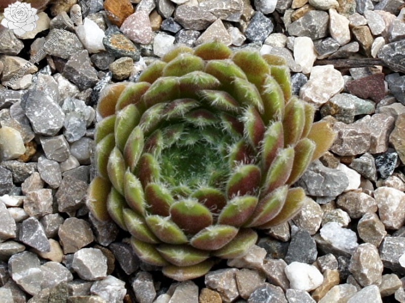 arachnoideum ssp. tomentosum (moggridgei)