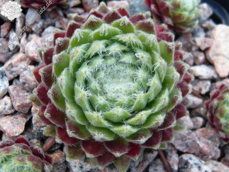 arachnoideum ssp. tomentosum (moggridgei)