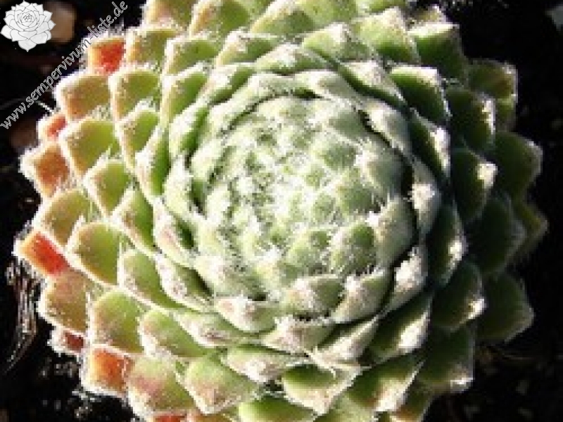 arachnoideum ssp. tomentosum (moggridgei)