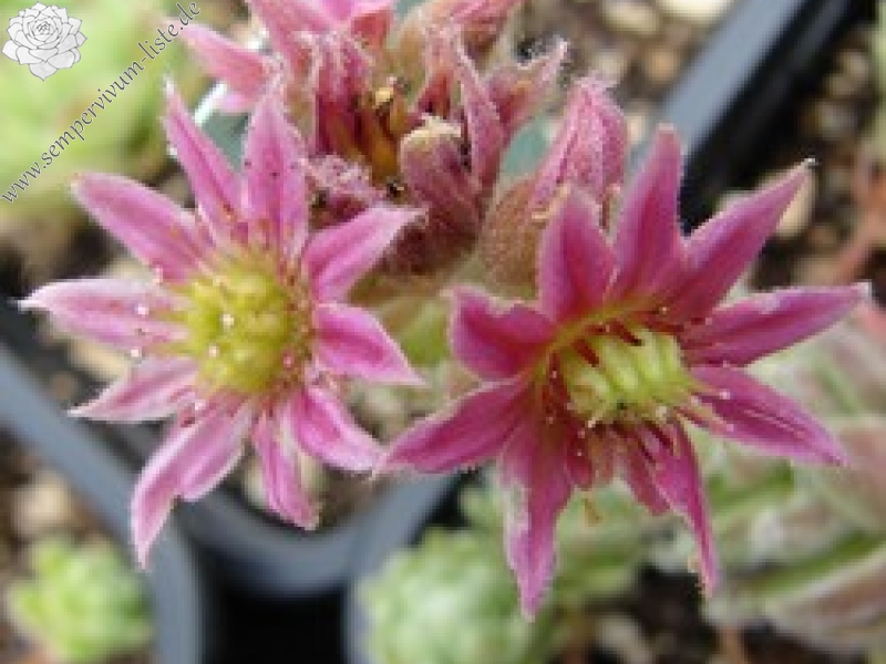 arachnoideum ssp. tomentosum (moggridgei)