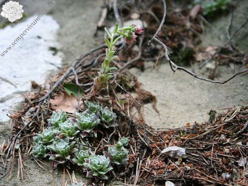arachnoideum ssp. tomentosum (moggridgei) from Grès de Annot ( Les Portettes)