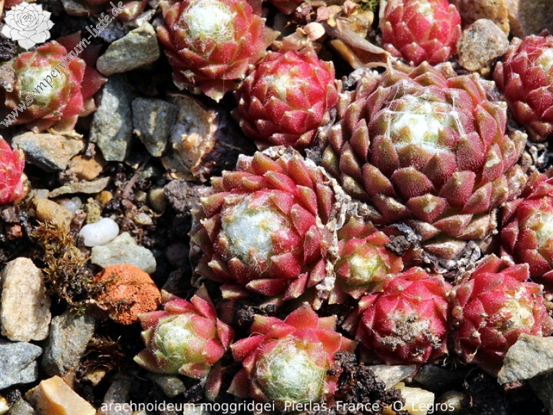 arachnoideum ssp. tomentosum (moggridgei) from Pierlas