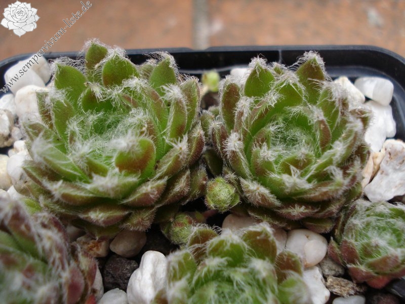 arachnoideum ssp. tomentosum (webbianum)