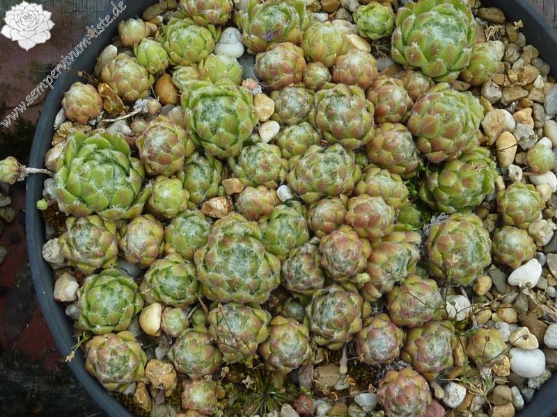 arachnoideum ssp. tomentosum (webbianum)