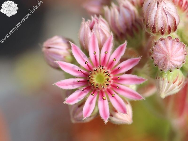 arachnoideum ssp. tomentosum (webbianum)