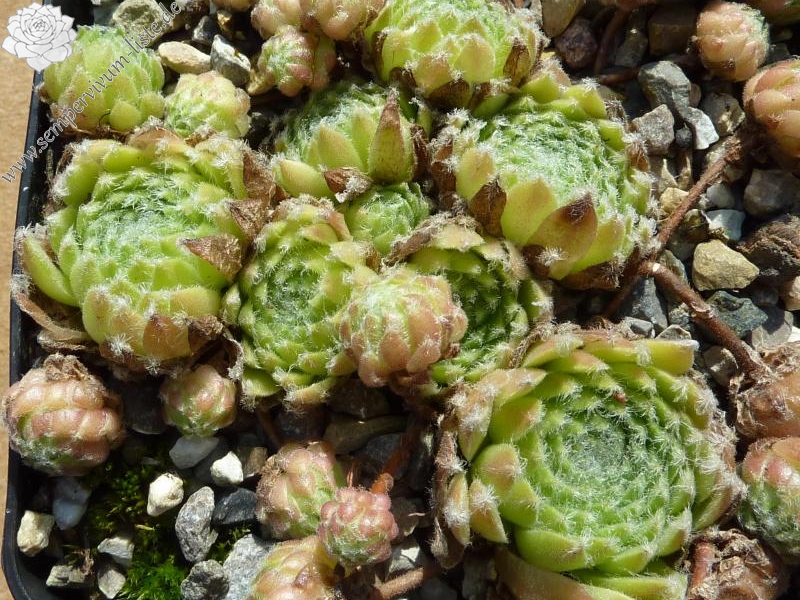 arachnoideum ssp. tomentosum (webbianum)