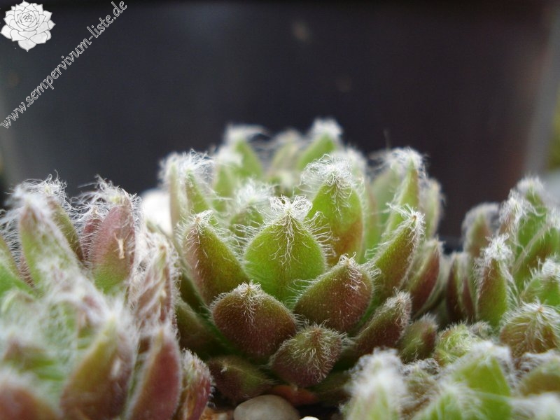 arachnoideum ssp. tomentosum (webbianum)