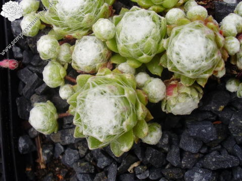 arachnoideum ssp. tomentosum from Alpes du Dauphiné