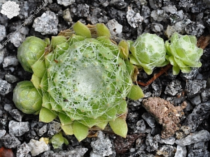 arachnoideum ssp. tomentosum from Gorges de Daluis