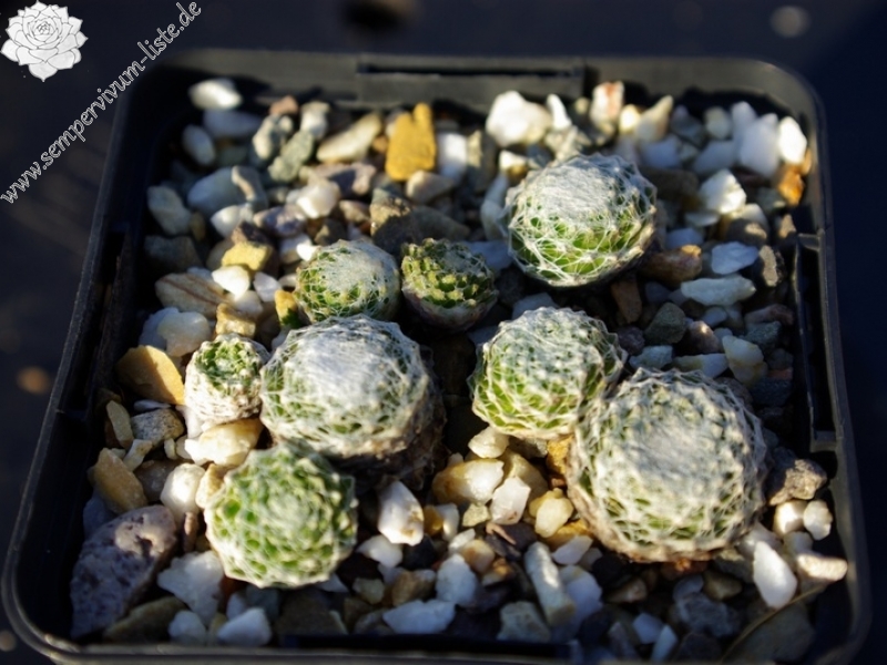 arachnoideum ssp. tomentosum from Gorges de Daluis