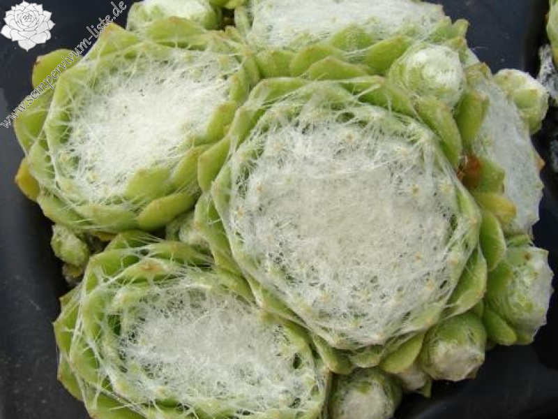 arachnoideum ssp. tomentosum from Gorges de Daluis