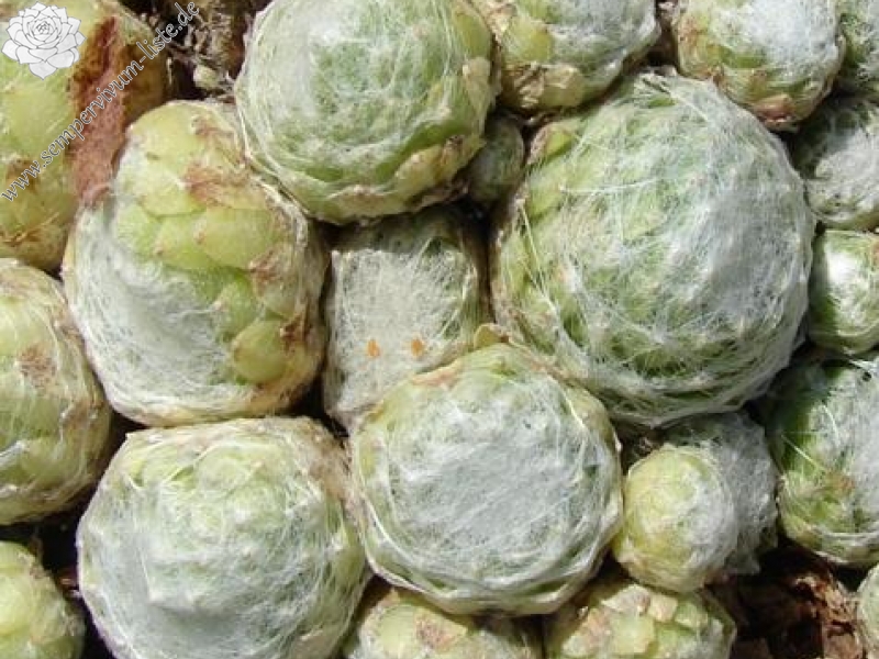 arachnoideum ssp. tomentosum from Gorges de Daluis