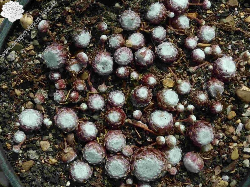 arachnoideum ssp. tomentosum from Gorges sup. du Cians