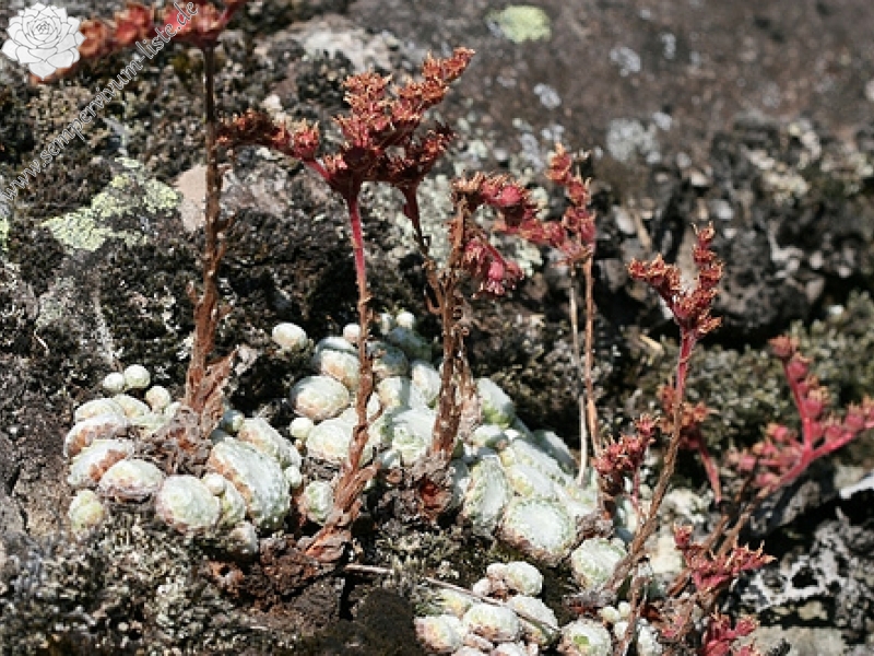 arachnoideum ssp. tomentosum from Le Pervendoux