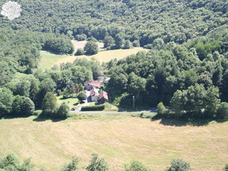 arachnoideum ssp. tomentosum from Le Pervendoux