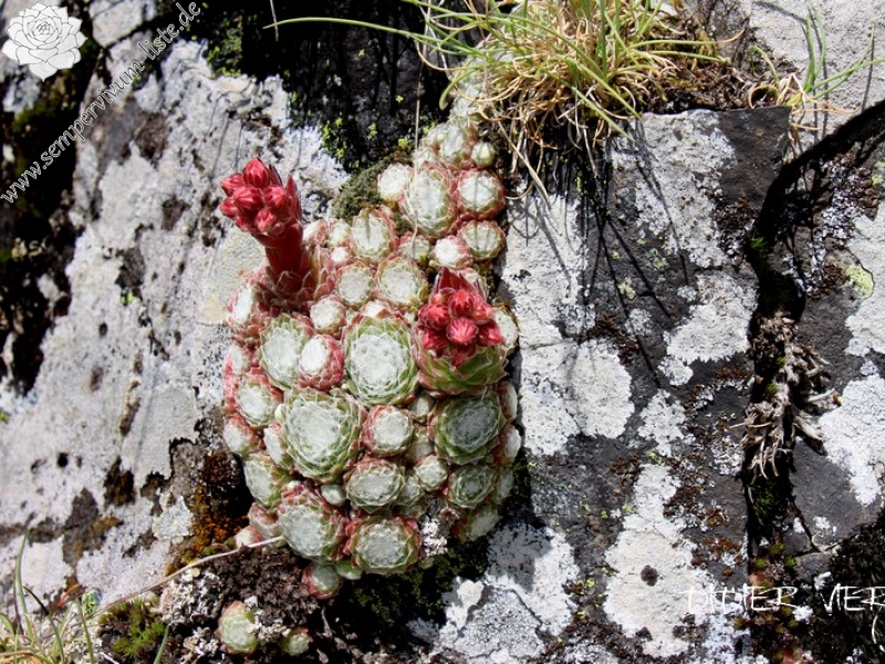 arachnoideum ssp. tomentosum from Rocher de Bonnevie