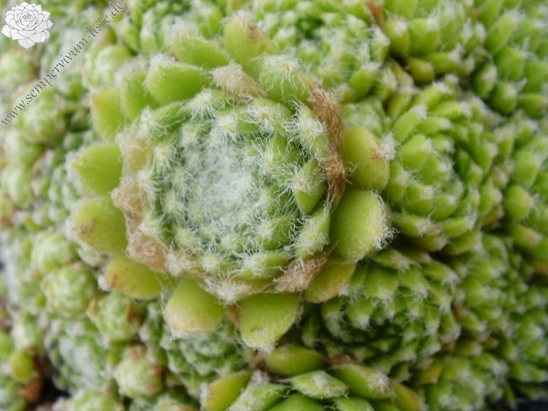 arachnoideum ssp. tomentosum