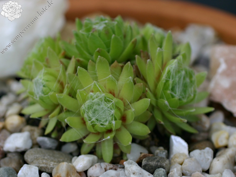 arachnoideum ssp. tomentosum