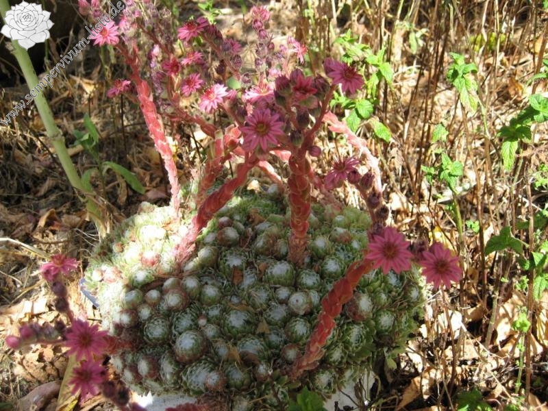 arachnoideum ssp. tomentosum