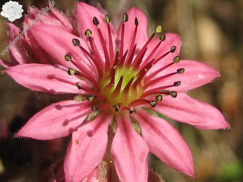 arachnoideum ssp. tomentosum