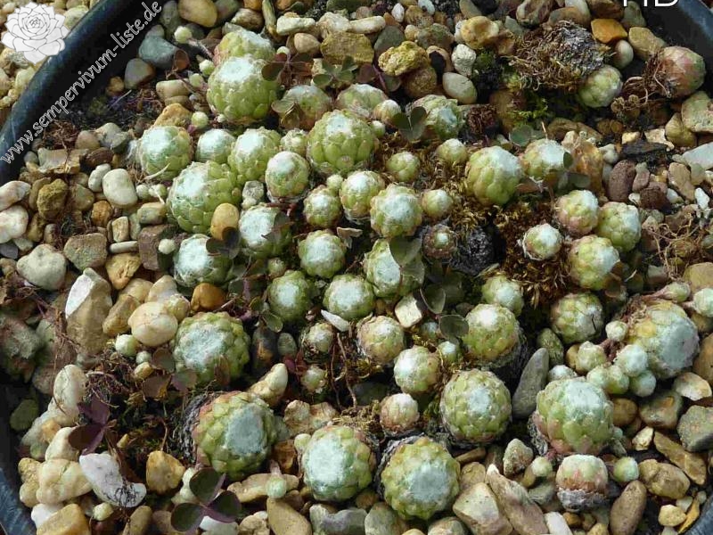 arachnoideum ssp. tomentosum