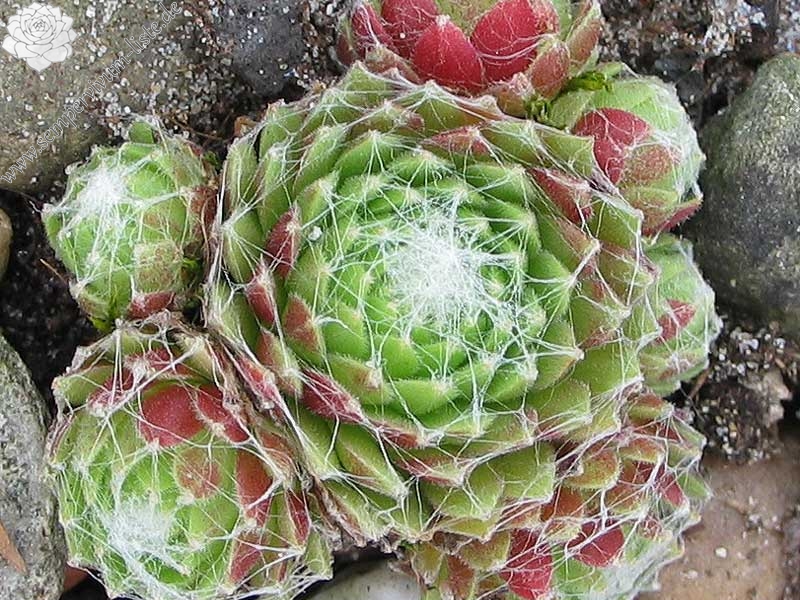 arachnoideum ssp. tomentosum