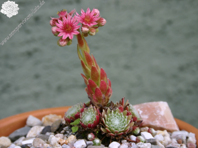 arachnoideum ssp. tomentosum