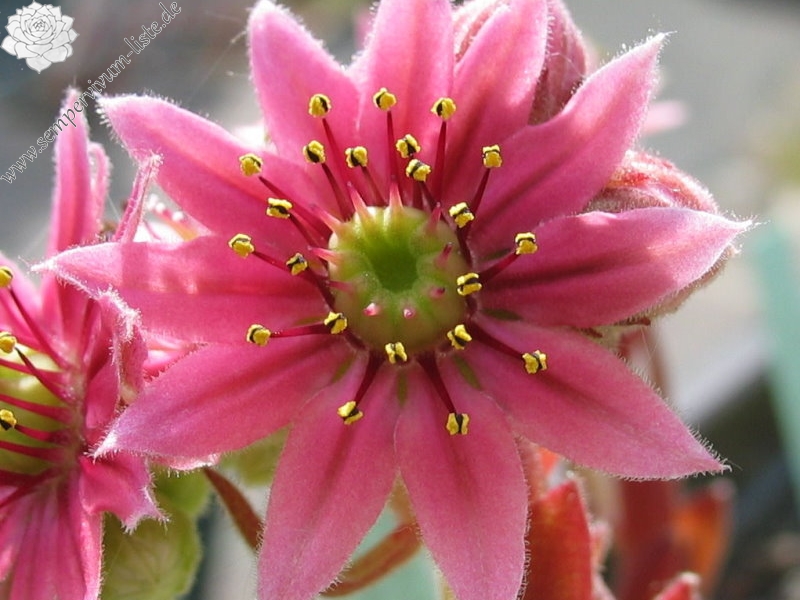 arachnoideum ssp. tomentosum