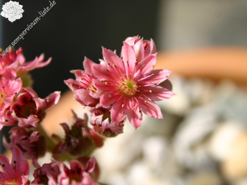 arachnoideum ssp. tomentosum